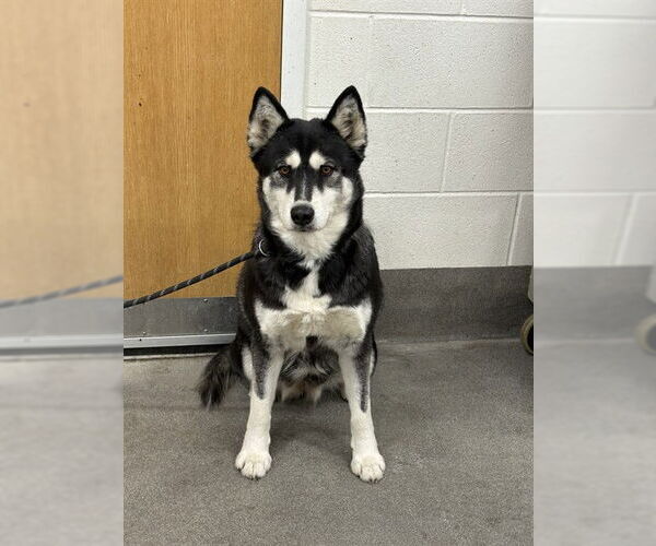 Medium Photo #1 Siberian Husky Puppy For Sale in Forestville, MD, USA