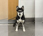 Small Siberian Husky