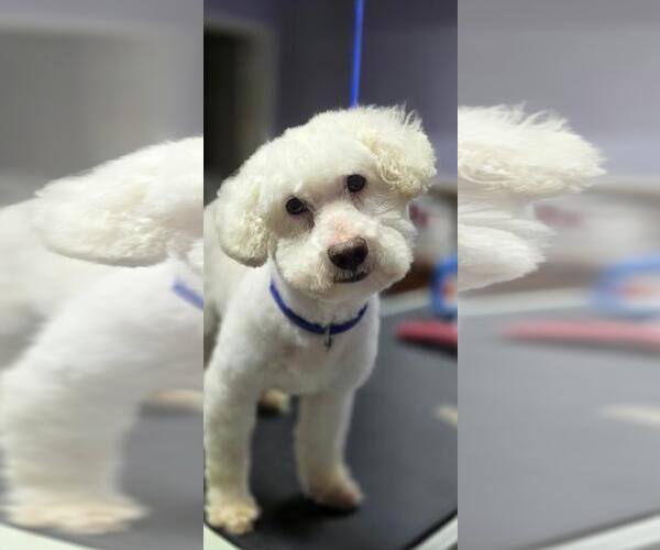 Medium Photo #2 Poodle (Miniature)-Unknown Mix Puppy For Sale in Missouri City, TX, USA