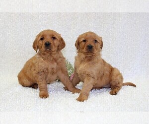 Golden Retriever Puppies For Sale Near Baldwin Wisconsin Usa Page 1 10 Per Page Puppyfinder Com
