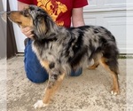 Small Photo #1 Miniature American Shepherd Puppy For Sale in MANSFIELD, MO, USA