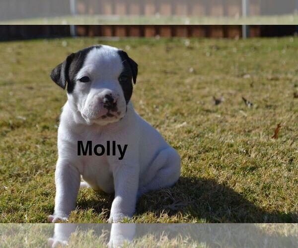 Medium Photo #1 American Staffordshire Terrier-Collie Mix Puppy For Sale in Dallas, TX, USA