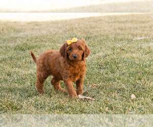Irish Doodle Puppy for sale in NAPPANEE, IN, USA