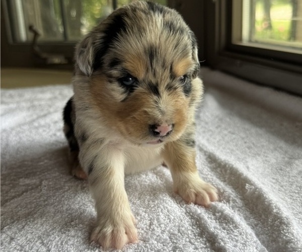 Medium Photo #7 Australian Shepherd-Miniature Australian Shepherd Mix Puppy For Sale in PETERSBURG, IL, USA