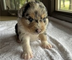 Small #6 Australian Shepherd-Miniature Australian Shepherd Mix