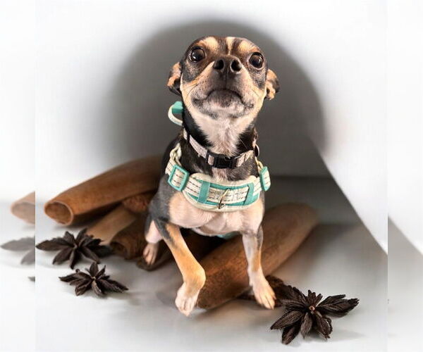 Medium Photo #3 Mutt Puppy For Sale in Springdale, PA, USA