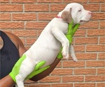 Small #2 American Bully