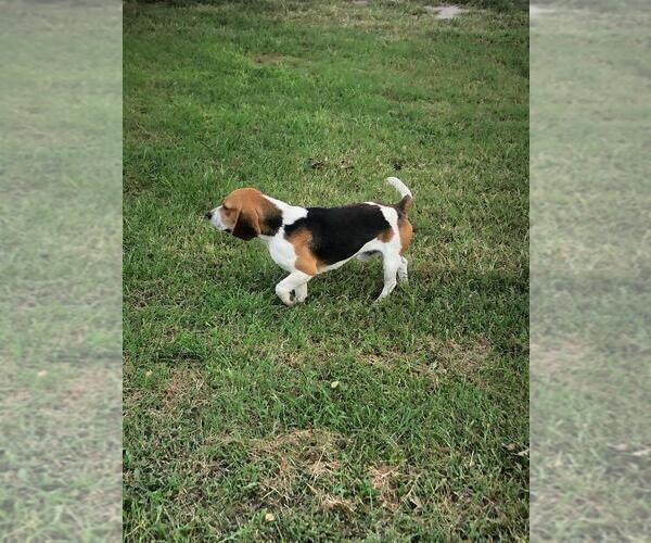 Medium Photo #1 Beagle Puppy For Sale in MCPHERSON, KS, USA