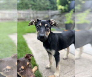 German Shepherd Dog-Unknown Mix Dogs for adoption in Minneapolis, MN, USA