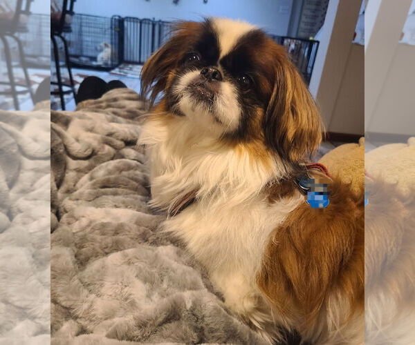 Medium Photo #1 Pekingese Puppy For Sale in FAIRLAWN, OH, USA