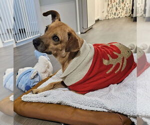 Pilar - Female Mutt Dog for Adoption - Photo #7