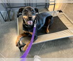 Small #2 Rottweiler
