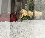 Small #1 Miniature Pinscher