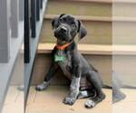 Small #2 German Shorthaired Pointer Mix