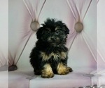 Puppy 11 Poodle (Toy)-Yorkshire Terrier Mix