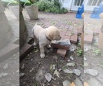 Small #1 Labrador Retriever