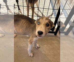 Huskies -Unknown Mix Dogs for adoption in Bolivar, MO, USA