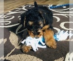 Small Photo #6 Airedale Terrier Puppy For Sale in MC BAIN, MI, USA