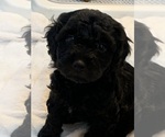 Puppy Puppy 1 YorkiePoo