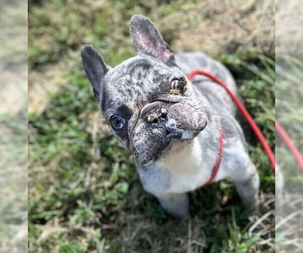 Medium Photo #6 French Bulldog Puppy For Sale in New York, NY, USA