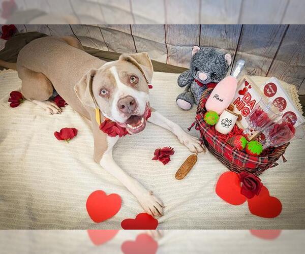 Medium Photo #3 Mutt Puppy For Sale in Oklahoma City, OK, USA