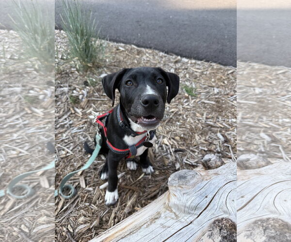 Medium Photo #6 Labrador Retriever-Unknown Mix Puppy For Sale in Bellevue, WA, USA