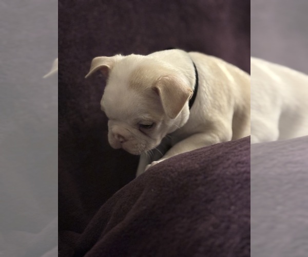 Medium Photo #11 Boston Terrier Puppy For Sale in HAMDEN, CT, USA