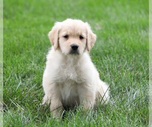 Golden Retriever Puppy for sale in FREDERICKSBG, OH, USA
