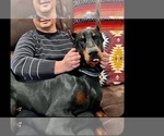 Small Photo #16 Doberman Pinscher Puppy For Sale in PALMDALE, CA, USA