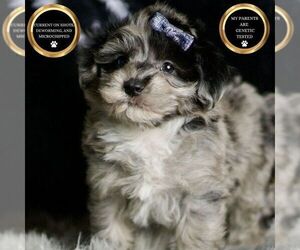 Maltipoo Puppy for sale in WARSAW, IN, USA