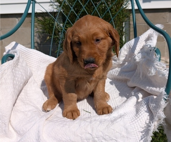 Medium Photo #86 Golden Retriever Puppy For Sale in GOSHEN, IN, USA