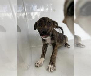 Labrador Retriever Dogs for adoption in Houston, TX, USA