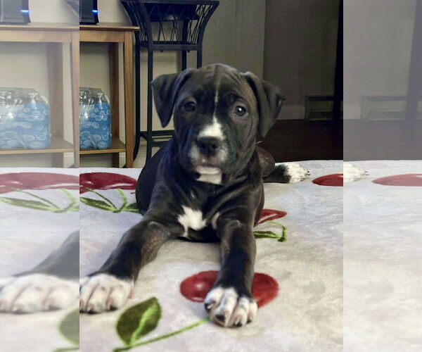 Medium Photo #4 American Pit Bull Terrier-Unknown Mix Puppy For Sale in Hillsboro, MO, USA