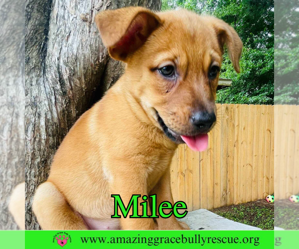 Medium Photo #4 Chow Chow-Unknown Mix Puppy For Sale in Pensacola, FL, USA