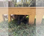 Small Photo #3 Belgian Malinois Puppy For Sale in LAKE MARY, FL, USA