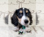 Small #12 Dachshund