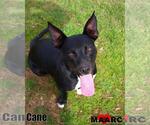 Small #6 Australian Kelpie-Basset Hound Mix