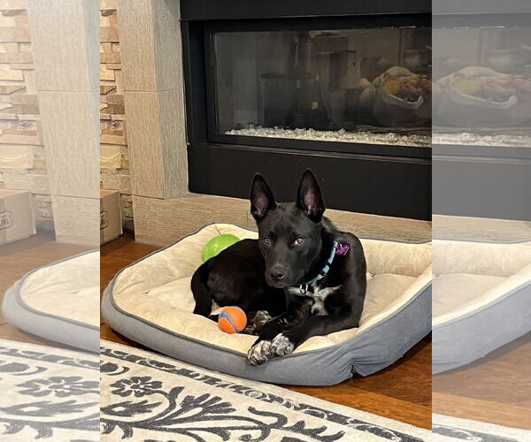 Medium Photo #3 Mutt Puppy For Sale in Aurora, CO, USA