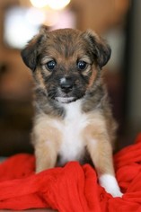 Wapoo Puppy for sale in MEADVILLE, PA, USA