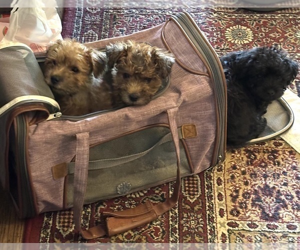Medium Photo #14 Poocan Puppy For Sale in FAIR OAKS, CA, USA