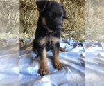 Small Photo #5 German Shepherd Dog Puppy For Sale in BOWLING GREEN, KY, USA