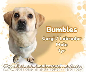 Labrador Retriever-Pembroke Welsh Corgi Mix Dogs for adoption in Anchorage, AK, USA