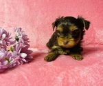 Small Yorkshire Terrier
