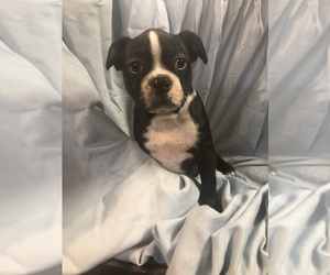 Boston Terrier Puppy for sale in WHITE HOUSE STATION, NJ, USA