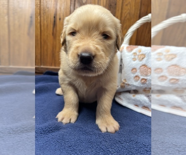 Medium Photo #8 Golden Retriever Puppy For Sale in NEOLA, WV, USA