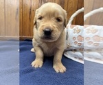 Small #7 Golden Retriever