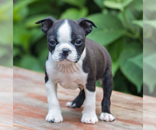 Medium Photo #6 Boston Terrier Puppy For Sale in MANHEIM, PA, USA