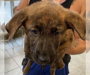 Mutt Dogs for adoption in San Antonio, TX, USA