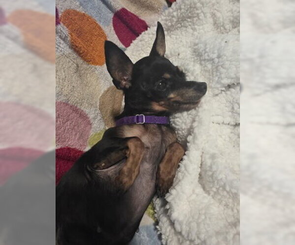 Medium Photo #2 Mutt Puppy For Sale in Pleasanton, CA, USA