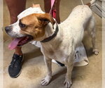 Small Photo #2 Bull Terrier-Unknown Mix Puppy For Sale in Pottstown, PA, USA